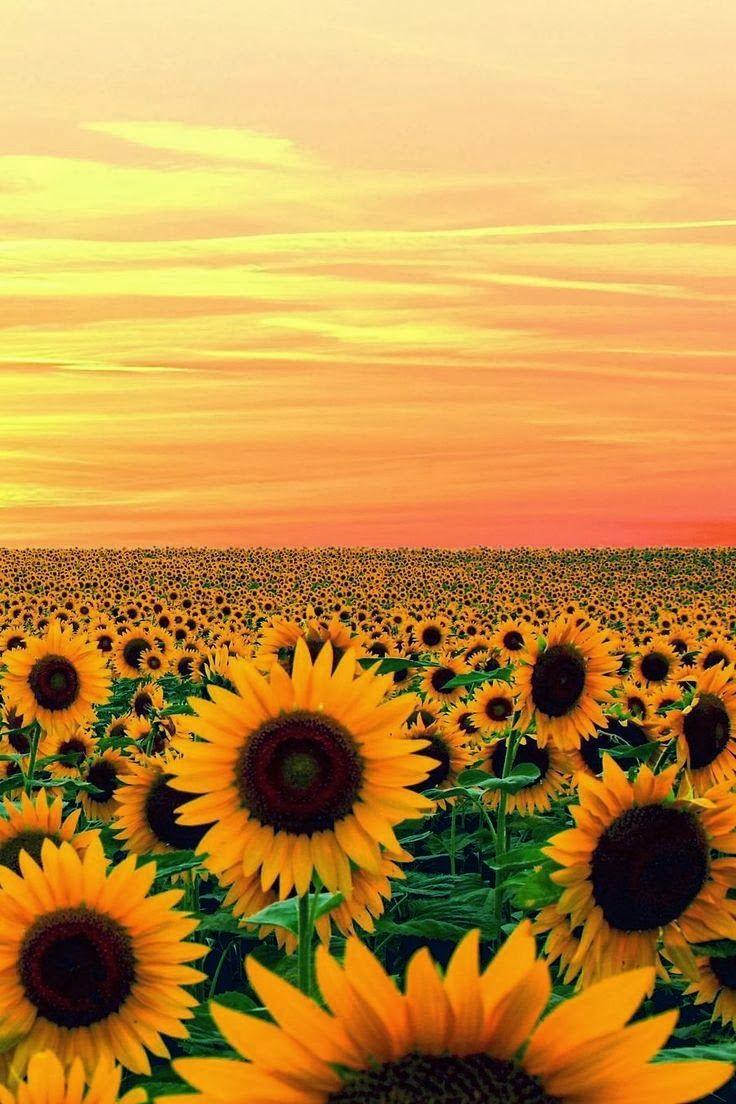 Whimsical Breeze Summer Bloom Fusion